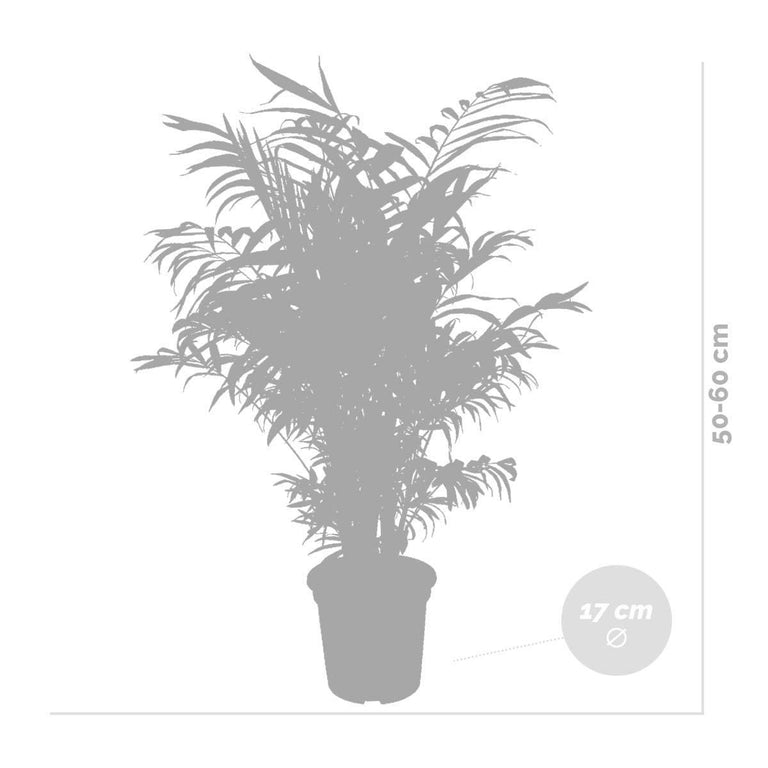 Mexicaanse dwergpalm Elegans