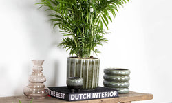Mexicaanse dwergpalm Elegans