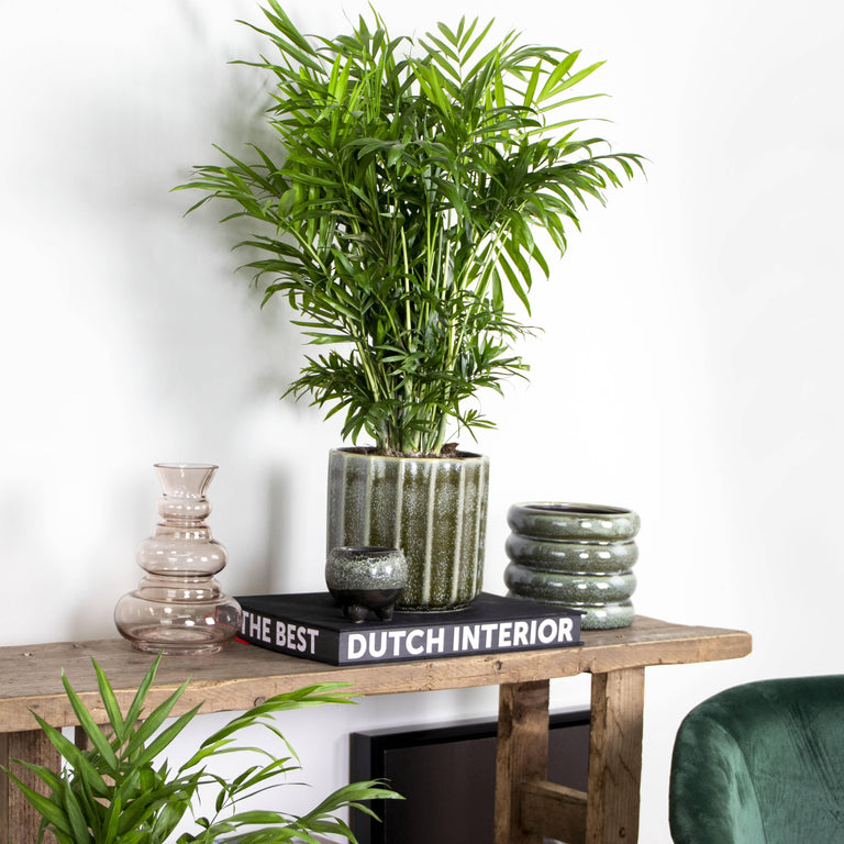 Mexicaanse dwergpalm Elegans