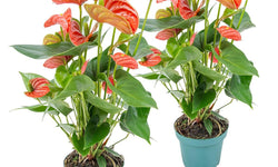 Set van 2 flamingoplanten Janne