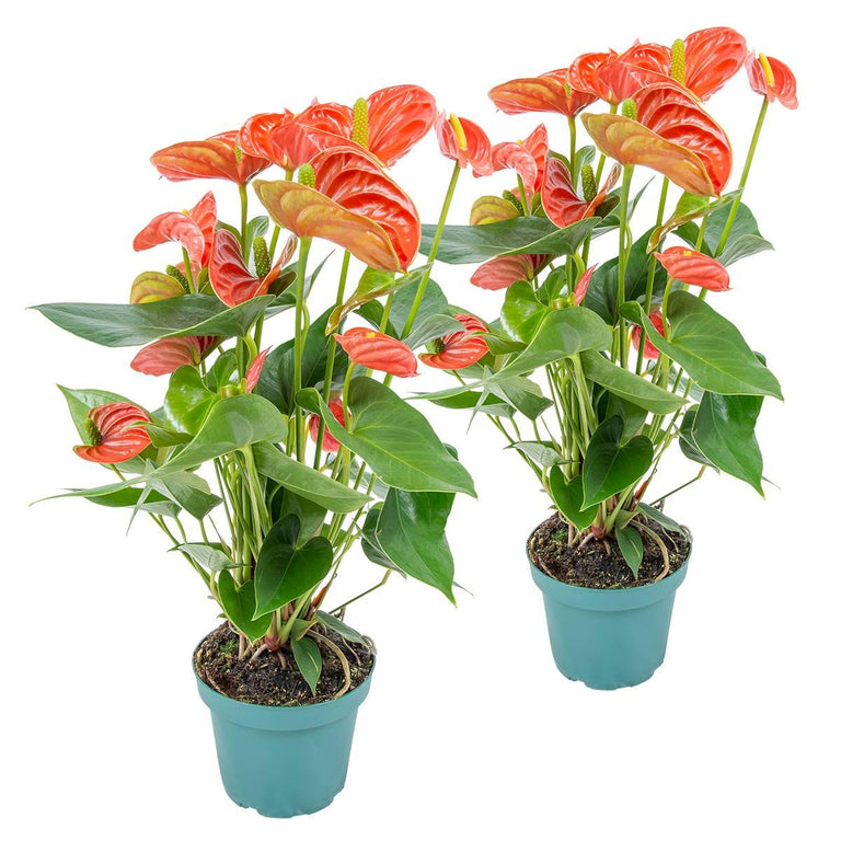 Set van 2 flamingoplanten Janne