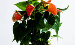 Set van 2 flamingoplanten Janne