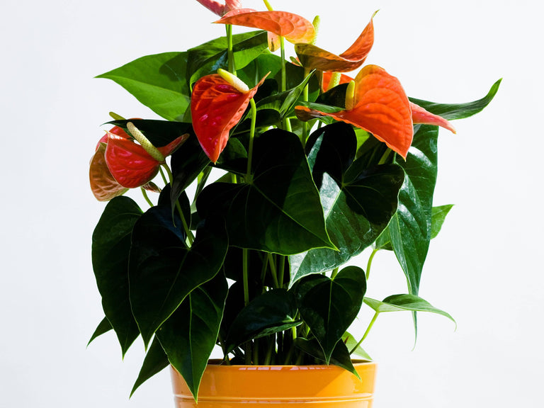 Set van 2 flamingoplanten Janne