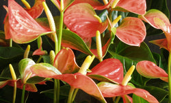 Set van 2 flamingoplanten Janne