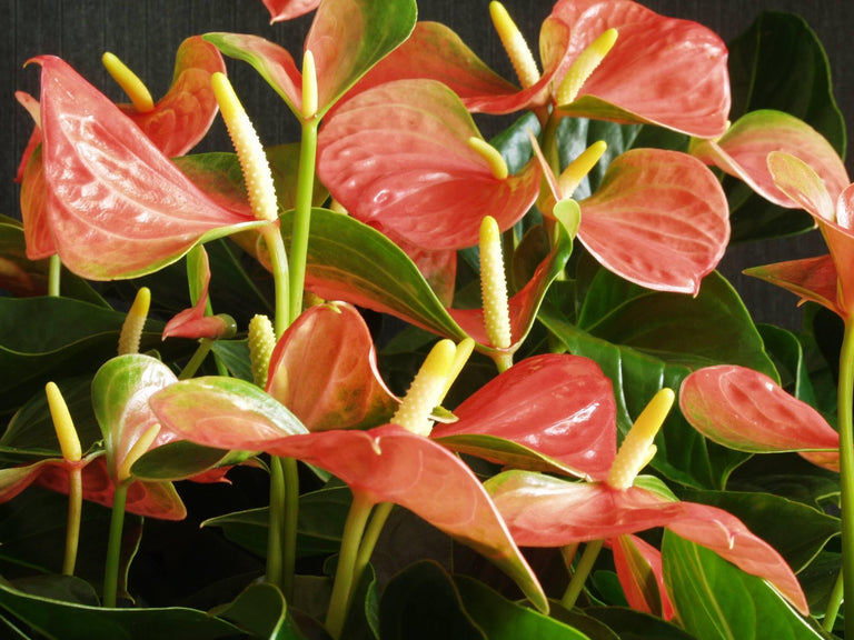 Set van 2 flamingoplanten Janne
