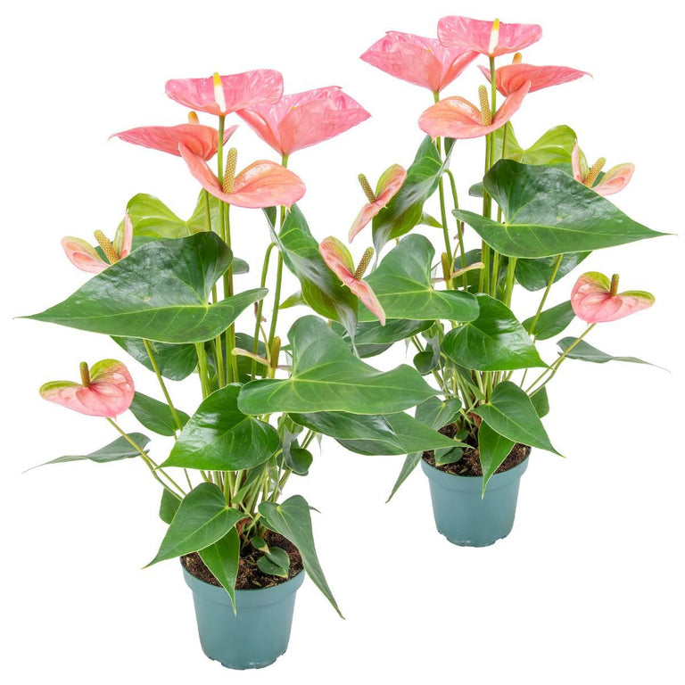 Set van 2 flamingoplanten Janne