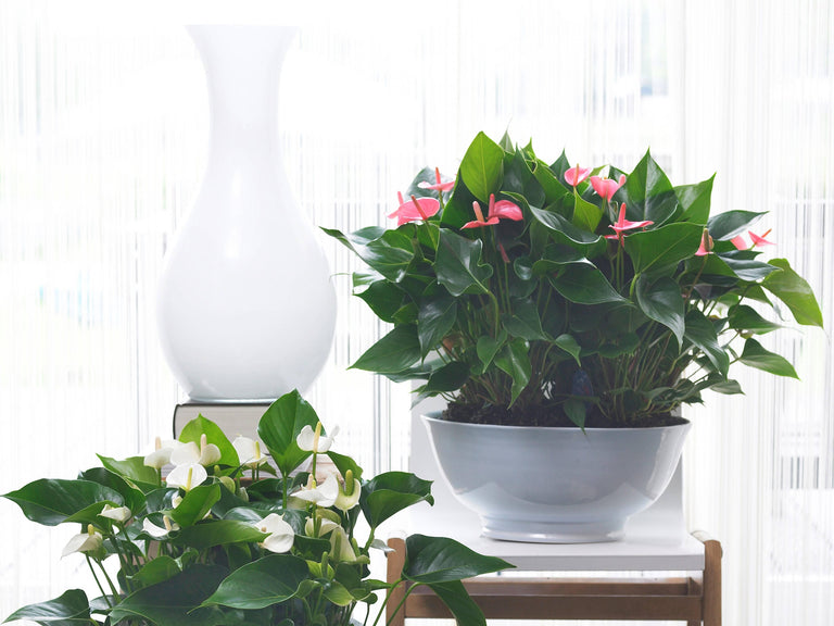 Set van 2 flamingoplanten Janne