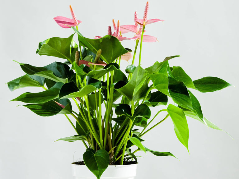 Set van 2 flamingoplanten Janne