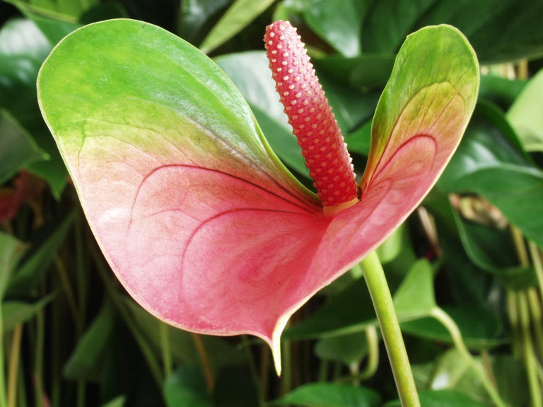 Set van 2 flamingoplanten Janne