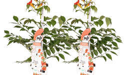 Set van 2 klimplanten Fire Trumpet