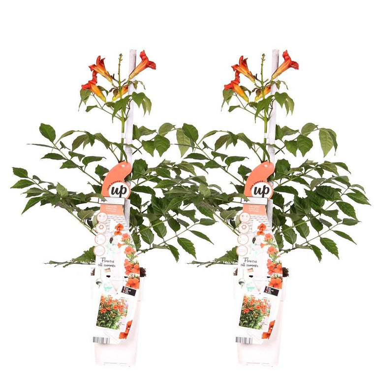 Set van 2 klimplanten Fire Trumpet