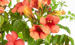 Set van 2 klimplanten Fire Trumpet