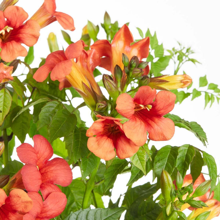 Set van 2 klimplanten Fire Trumpet