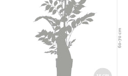 Set van 2 klimplanten Fire Trumpet