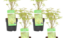 Set van 4 Acer palmatum Butterfly