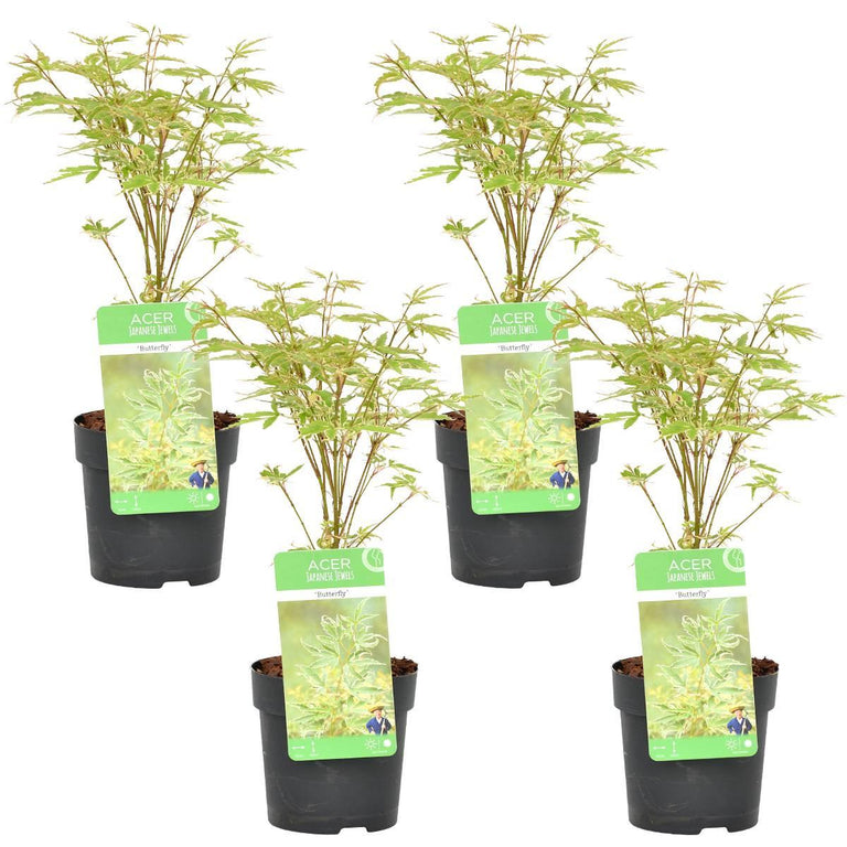 Set van 4 Acer palmatum Butterfly