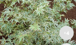 Set van 4 Acer palmatum Butterfly