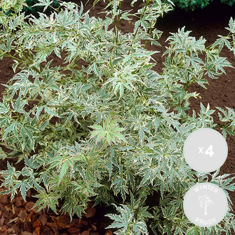 Set van 4 Acer palmatum Butterfly