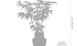 Set van 4 Acer palmatum Butterfly