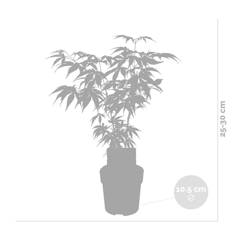 Set van 4 Acer palmatum Butterfly