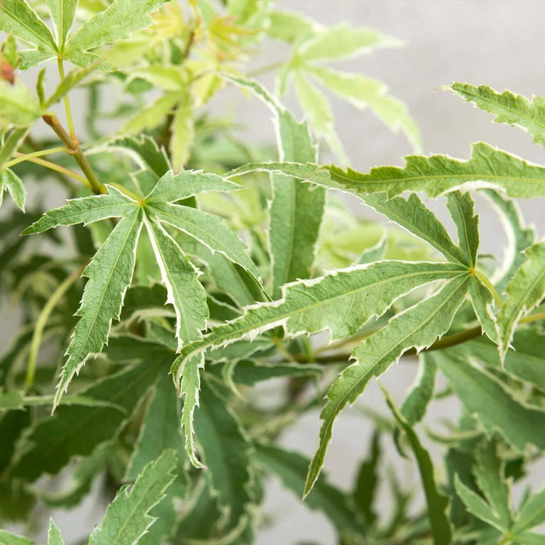 Set van 4 Acer palmatum Butterfly