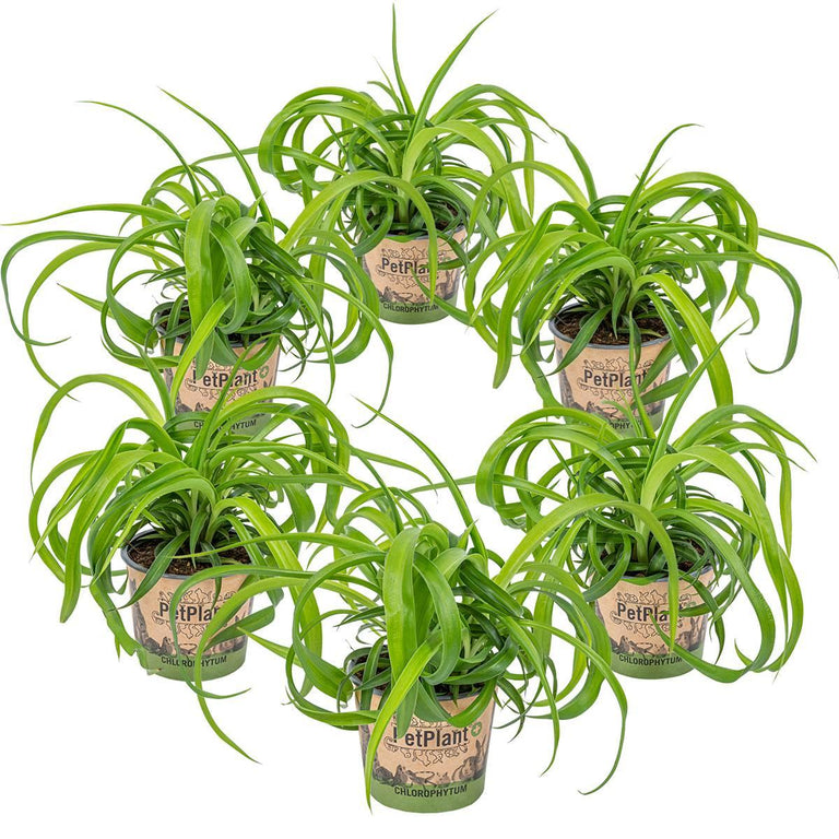 Set van 6 Chlorophytum Green Bonnie