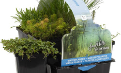 Set van 6 Zuurstofrijke Vijverplanten mix