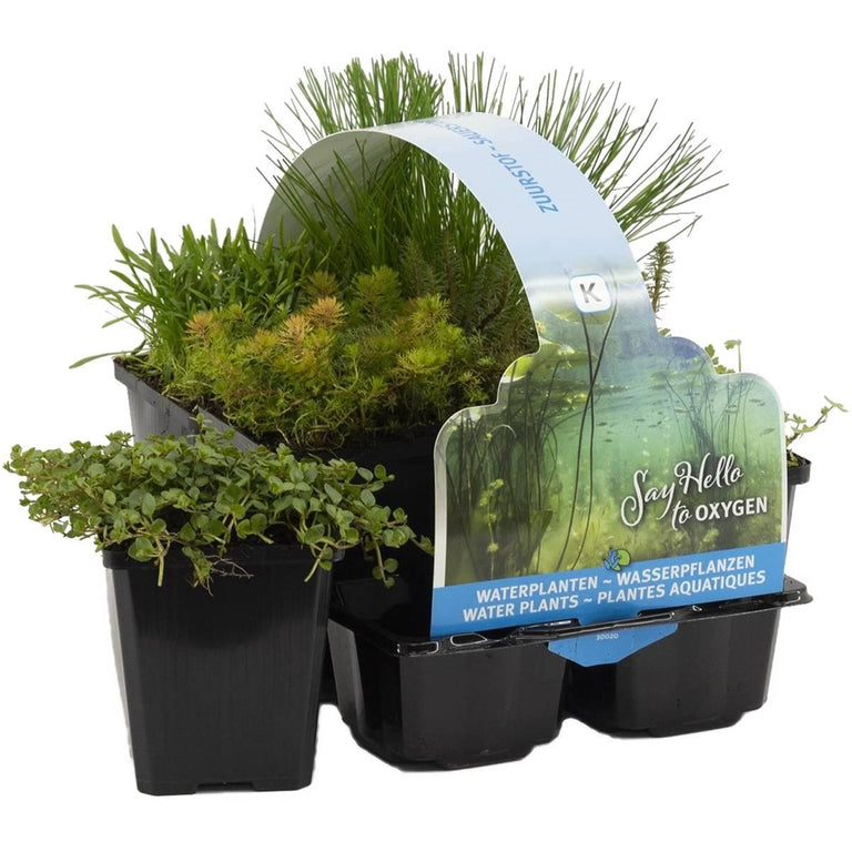 Set van 6 Zuurstofrijke Vijverplanten mix