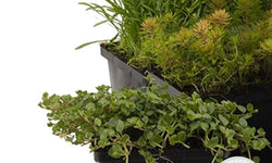 Set van 6 Zuurstofrijke Vijverplanten mix
