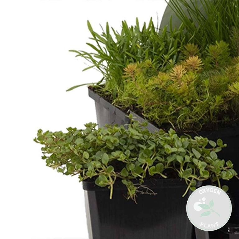 Set van 6 Zuurstofrijke Vijverplanten mix