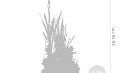 Set van 6 Zuurstofrijke Vijverplanten mix