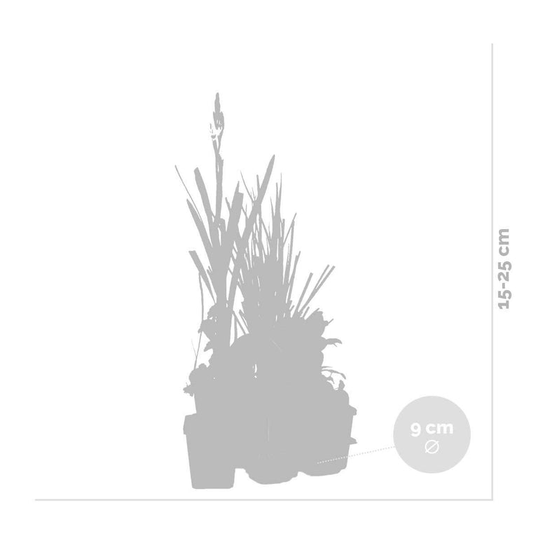 Set van 6 Zuurstofrijke Vijverplanten mix