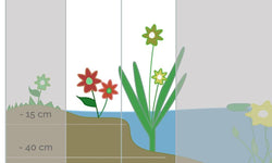Set van 6 Zuurstofrijke Vijverplanten mix