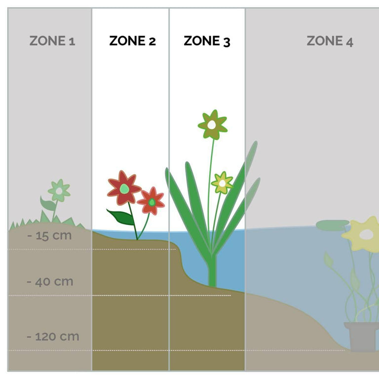 Set van 6 Zuurstofrijke Vijverplanten mix