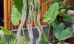 Plantenhanger Bali