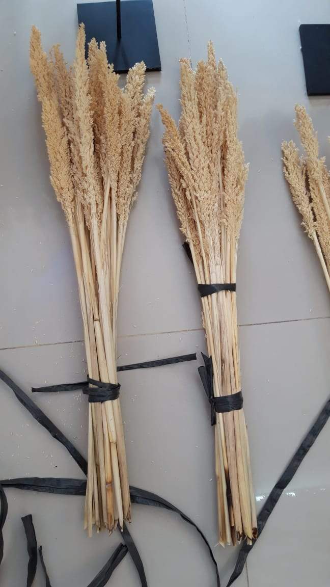 Set sierpluimen