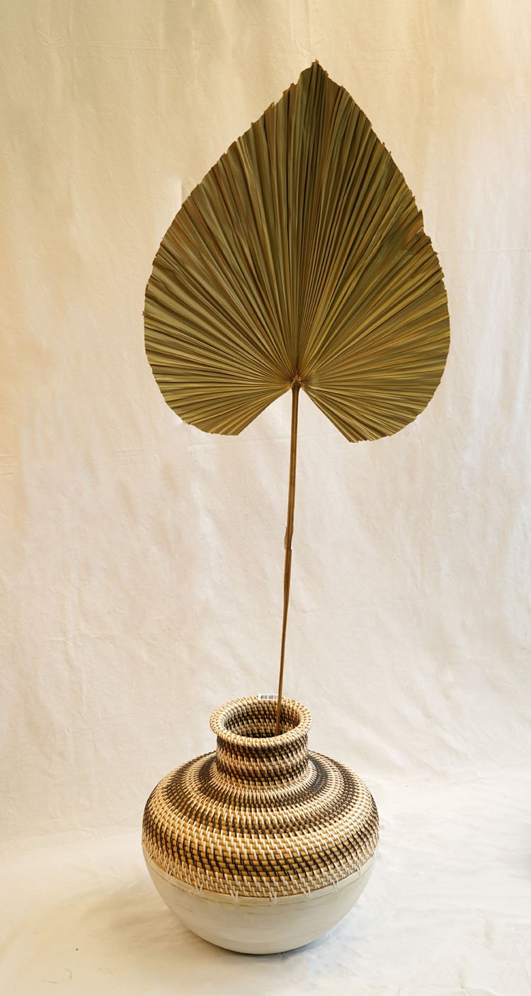 Sierpluim Palm