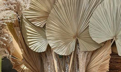 Sierpluim Palm
