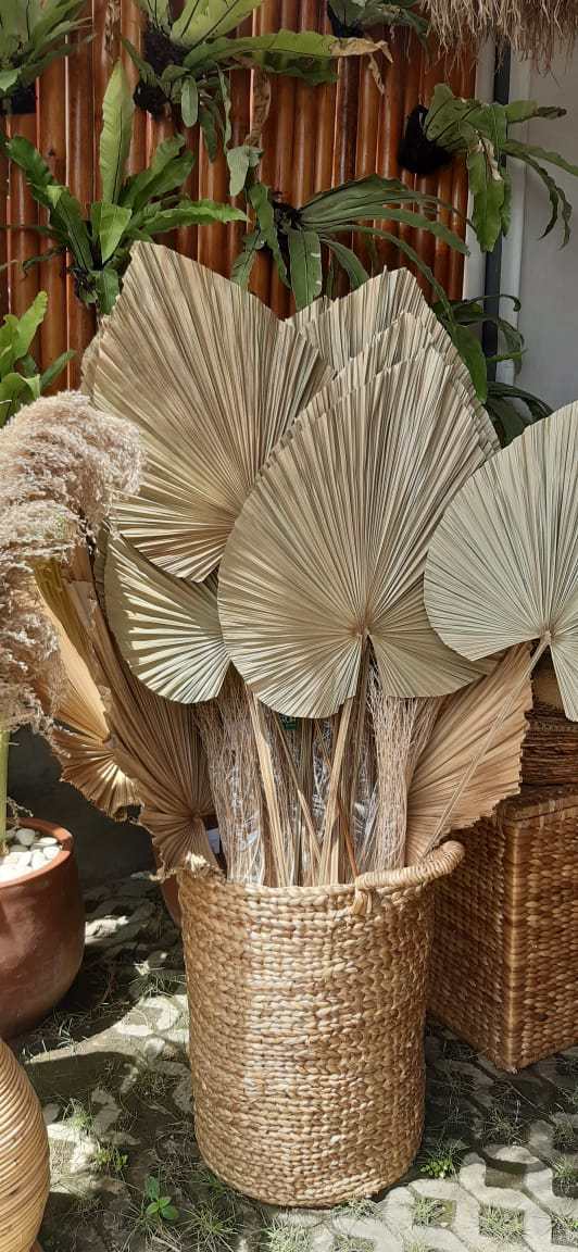 Sierpluim Palm