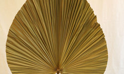 Sierpluim Palm