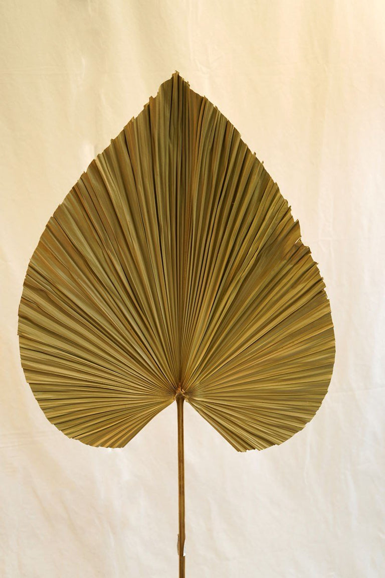 Sierpluim Palm