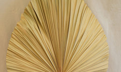Sierpluim Palm