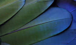 Wanddecoratie Blauwe veren