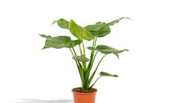 Alocasia Cucullata