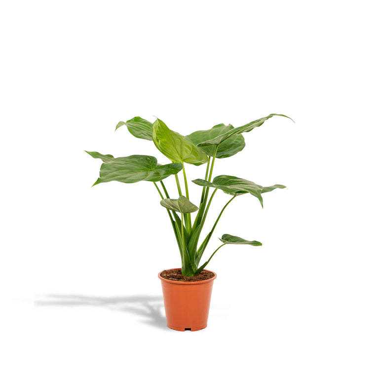 Alocasia Cucullata