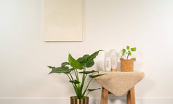 Alocasia Cucullata