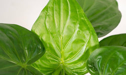 Alocasia Cucullata
