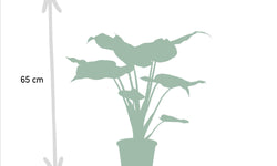 Alocasia Cucullata