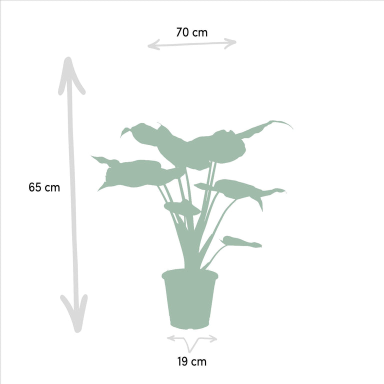 Alocasia Cucullata