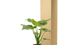 Alocasia Cucullata